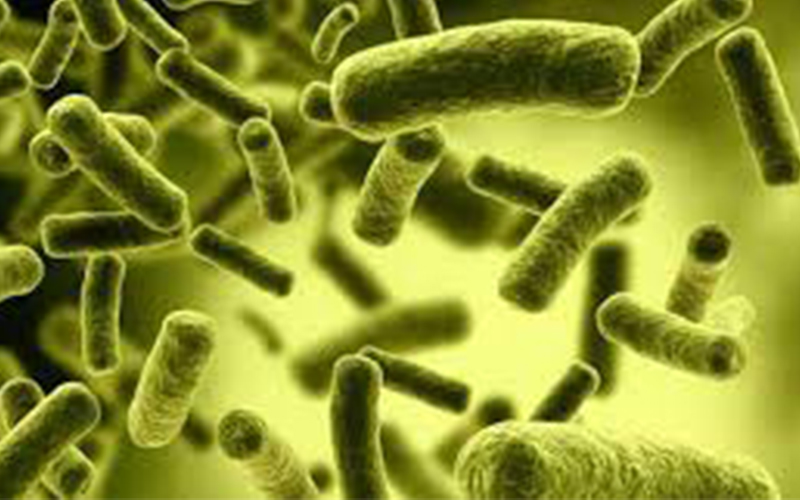 Bifidobacterium bifidum