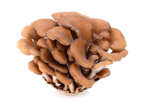 NẤM MAITAKE NHẬT BẢN